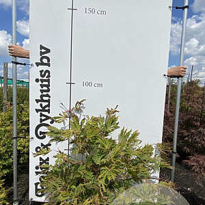 Acer japonicum 'Aconitifolium' 60-80 cm met kluit