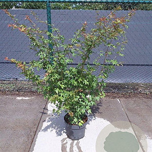 Acer palmatum 100-125 cm 10L