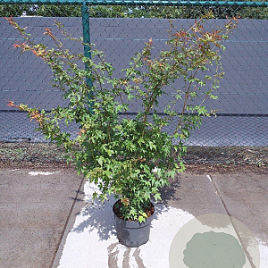 Acer palmatum 100-125 cm 10L