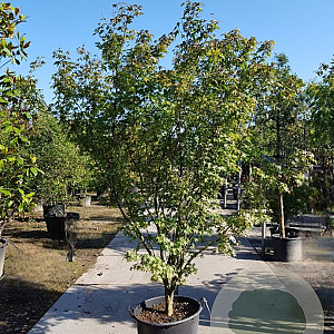 Acer palmatum 250-300 cm container meerstammig