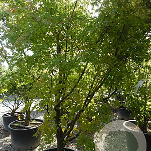 Acer palmatum 250-300 cm container meerstammig