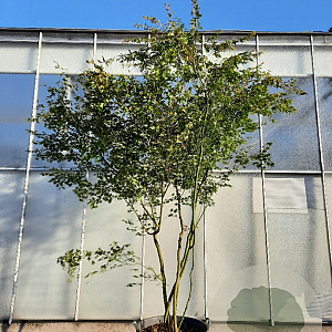 Acer palmatum 250-300 cm container meerstammig