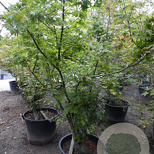 Acer palmatum 250-300 cm container meerstammig