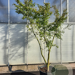 Acer palmatum 250-300 cm container meerstammig