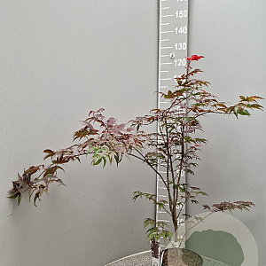 Acer pal. 'Atropurpureum' 50-60 cm 4,0L
