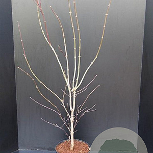 Acer pal. 'Atropurpureum' 100-125 cm 10L