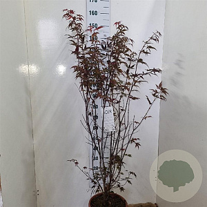 Acer pal. 'Atropurpureum' 125-150 cm 15L