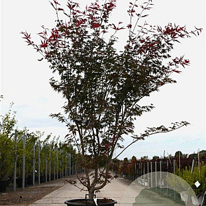 Acer pal. 'Atropurpureum' 175-200 cm 50L