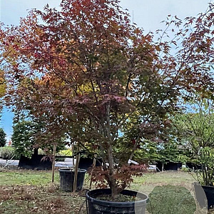 Acer pal. 'Atropurpureum' 250-300 cm cont. 180L