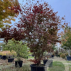 Acer pal. 'Atropurpureum' 250-300 cm cont. 180L