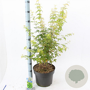 Acer pal. 'Bi-hoo' 80-100 cm 10L