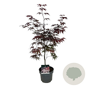 Acer pal. 'Bloodgood' 50-60 cm 5,0L