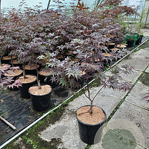 Acer pal. 'Bloodgood' 60-80 cm met kluit