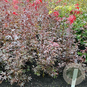 Acer pal. 'Bloodgood' 80-100 cm met kluit