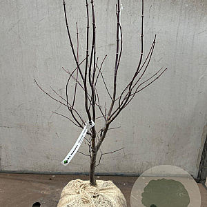 Acer pal. 'Bloodgood' 80-100 cm met kluit