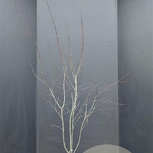 Acer pal. 'Bloodgood' 125-150 cm 20L