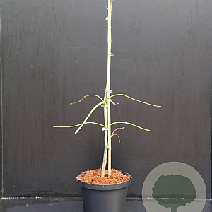 Acer pal. 'Dissectum' 30-40 cm 5,0L