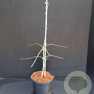 Acer pal. 'Dissectum' 30-40 cm 5,0L