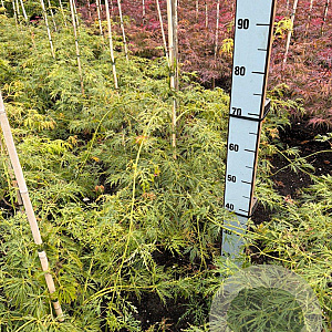 Acer pal. 'Dissectum' 50-60 cm met kluit
