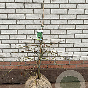 Acer pal. 'Dissectum' 50-60 cm met kluit