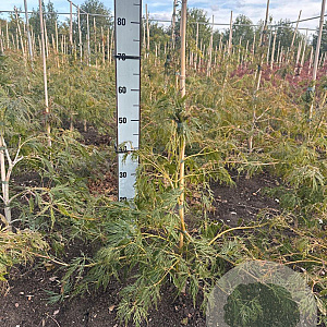 Acer pal. 'Dissectum' 50-60 cm met kluit