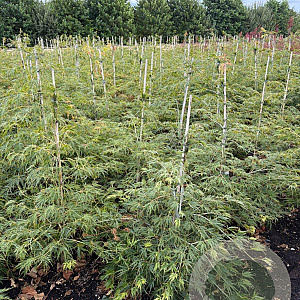 Acer pal. 'Dissectum' 60-80 cm met kluit
