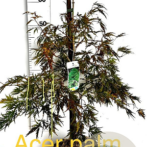 Acer pal. 'Dissectum' 60-80 cm met kluit