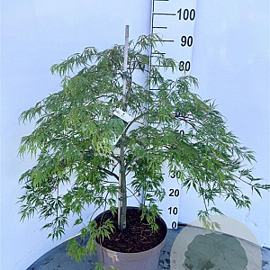 Acer pal. 'Dissectum' 60-80 cm 10L