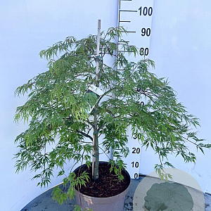 Acer pal. 'Dissectum' 60-80 cm 10L