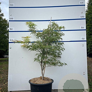Acer pal. 'Dissectum' 80-100 cm 20L