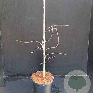 Acer pal. 'Garnet' 30-40 cm 5,0L