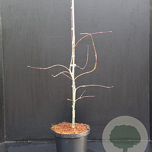 Acer pal. 'Garnet' 30-40 cm 5,0L