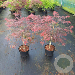 Acer pal. 'Garnet' 30-40 cm 5,0L