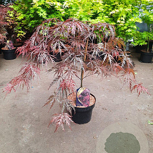 Acer pal. 'Garnet' 30-40 cm 5,0L