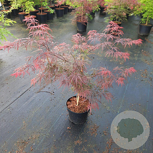 Acer pal. 'Garnet' 30-40 cm 5,0L