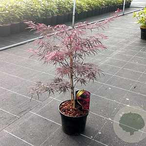 Acer pal. 'Garnet' 30-40 cm 5,0L