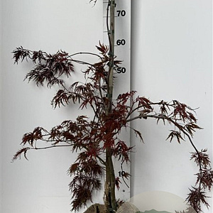 Acer pal. 'Garnet' 60-80 cm met kluit
