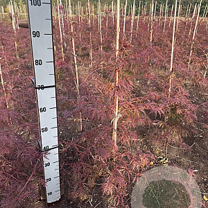 Acer pal. 'Garnet' 60-80 cm met kluit