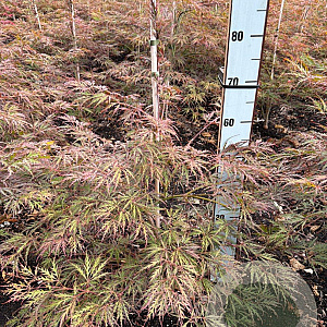 Acer pal. 'Garnet' 60-80 cm met kluit