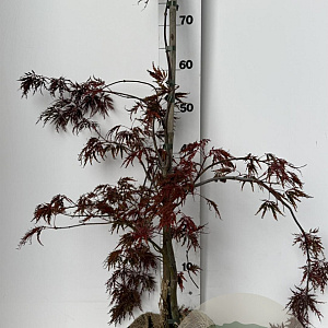Acer pal. 'Garnet' 60-80 cm met kluit