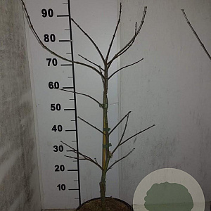 Acer pal. 'Garnet' 60-80 cm 5,0L