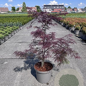 Acer pal. 'Garnet' 60-80 cm 10L