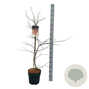 Acer pal. 'Garnet' 80-100 cm 10L