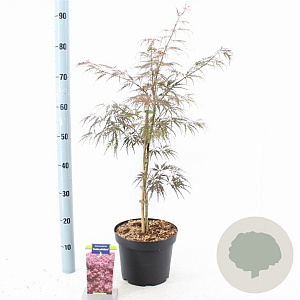 Acer pal. 'Inaba-shidare' 40-50 cm 5,0L