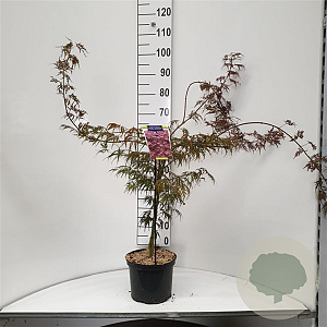 Acer pal. 'Inaba-shidare' 40-50 cm 5,0L