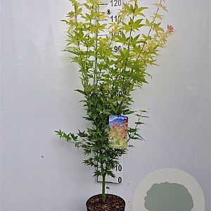 Acer pal. 'Orange Dream' 60-80 cm 5,0L