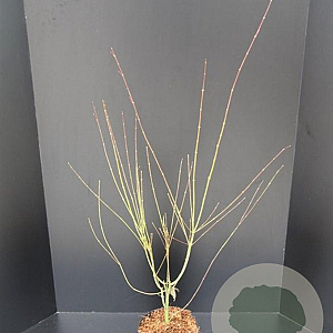 Acer pal. 'Orange Dream' 60-80 cm 5,0L