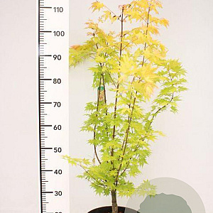 Acer pal. 'Orange Dream' 60-80 cm 5,0L