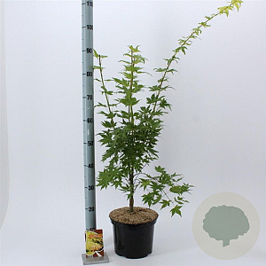 Acer pal. 'Orange Dream' 60-80 cm 5,0L