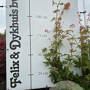 Acer pal. 'Osakazuki' 60-80 cm met kluit